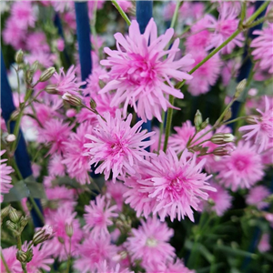 Lychnis flos-cuculi Jenny