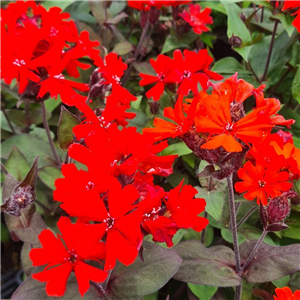 Lychnis Molten Lava