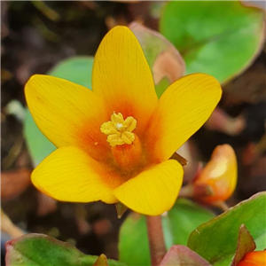 Lysimachia christinae Zixin