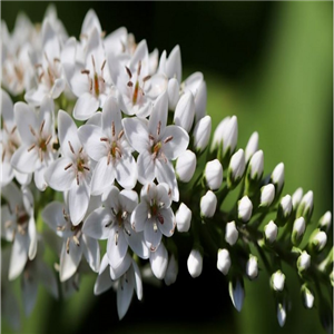 Lysimachia clethroides Lady Jane