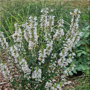 Lythrum salicaria Happy Lights White