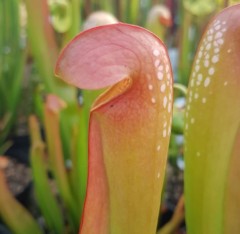 Sarracenia minor M OK 02 Okefenokeensis Giant