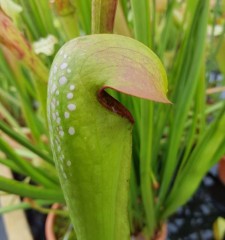 Sarracenia minor M OK 02 Okefenokeensis Giant