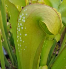 Sarracenia minor M OK 03 Okefenokeensis Giant