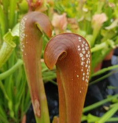 Sarracenia minor M OK 03 Okefenokeensis Giant