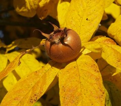 Medlar Nottingham