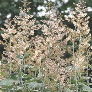 Macleaya kewensis Flamingo