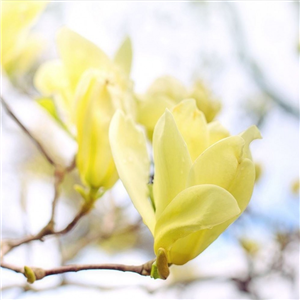 Magnolia denudata Yellow River