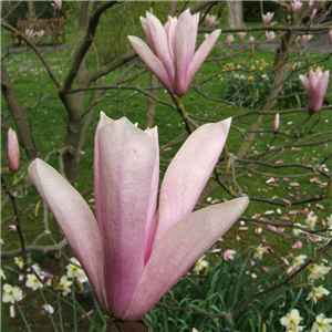 Magnolia George H. Kern