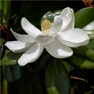 Magnolia grandiflora Little Gem