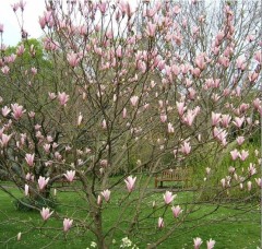 Magnolia Heaven Scent