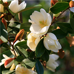 Magnolia Fairy Honey Velvet 