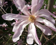 Magnolia x loebneri Leonard Messel