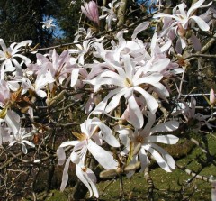 Magnolia x loebneri Leonard Messel