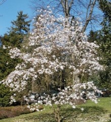 Magnolia x loebneri Leonard Messel