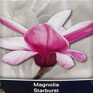 Magnolia Starburst