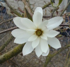 Magnolia stellata