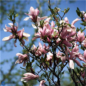 Magnolia Susan