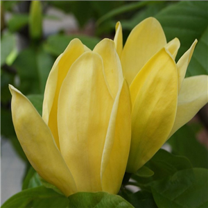 Magnolia Yellow Bird