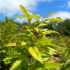 Mahoberberis aquisargentii