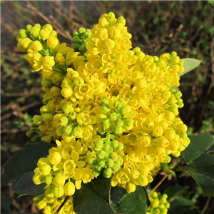 Mahonia wagneri Pinnacle