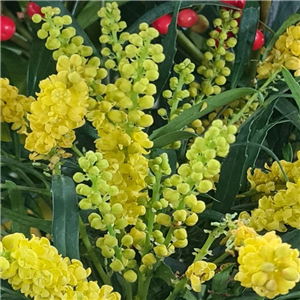 Mahonia Soft Caress