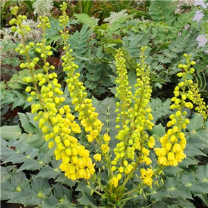 Mahonia meadia Winter Sun