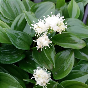 Maianthemum bifolium var yakushimensis