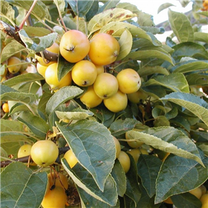 Malus Golden Hornet