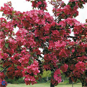 Malus Profusion