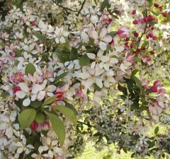 Malus Red Jade