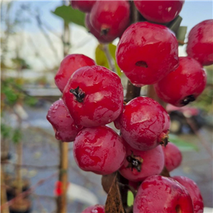 Malus Red Sentinel