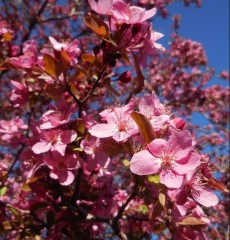 Malus Rudolph