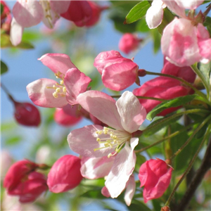 Hedging Malus sylvestris per 10 60-90cm