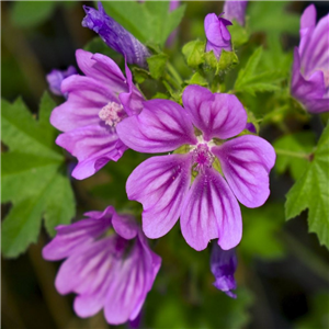 Malva sylvestris Lilac