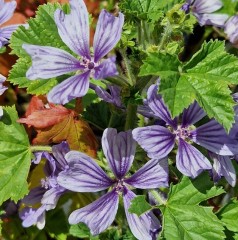 Malva sylvestris Primleys Blue