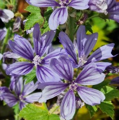 Malva sylvestris Primleys Blue