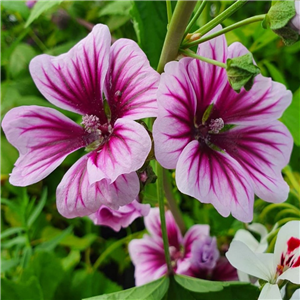 Malva sylvestris Zebrinus