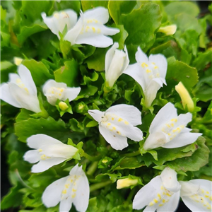 Mazus reptans Alba