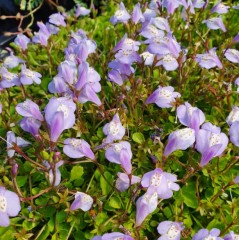 Mazus reptans