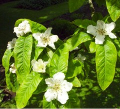 Medlar Nottingham