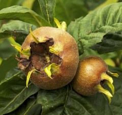 Medlar Nottingham