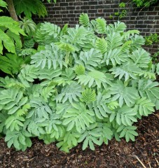 Melianthus major