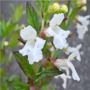 Melittis melissophyllum Alba