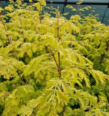 Metasequoia glyptostroboides Gold Rush