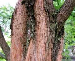 Metasequoia glyptostroboides