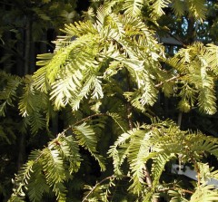 Metasequoia glyptostroboides