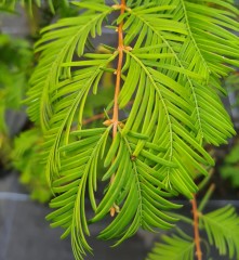 Metasequoia glyptostroboides