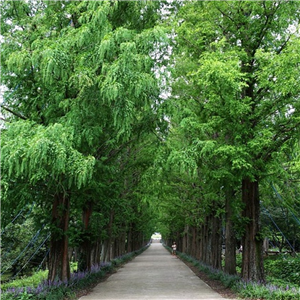 Metasequoia glyptostroboides