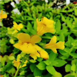 Mimulus luteus